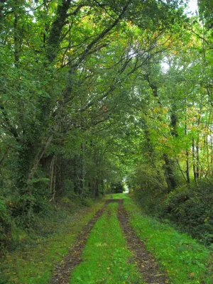 Gite l'orée du bois