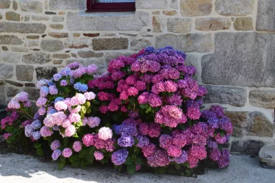 Les hortensias